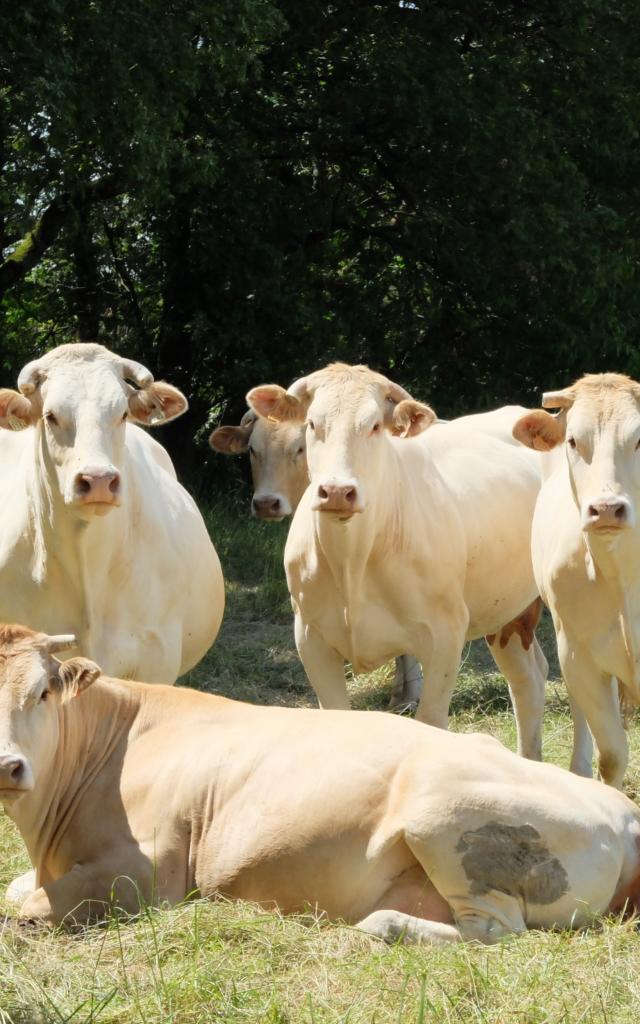 La Blonde d'Aquitaine par Powe