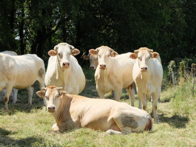 La Blonde d'Aquitaine par Powe