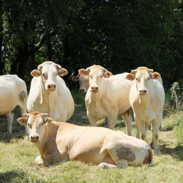 La Blonde d'Aquitaine par Powe