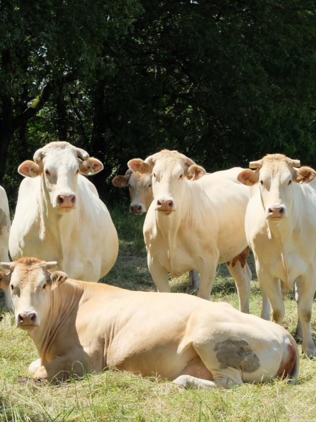 La Blonde d'Aquitaine par Powe