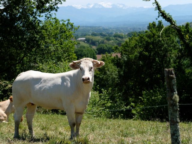 Blonde d'Aquitaine